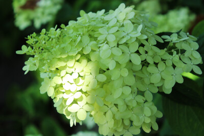 圆锥绣球‘聚光’(‘石灰灯’) Hydrangea paniculata 'Limelight'