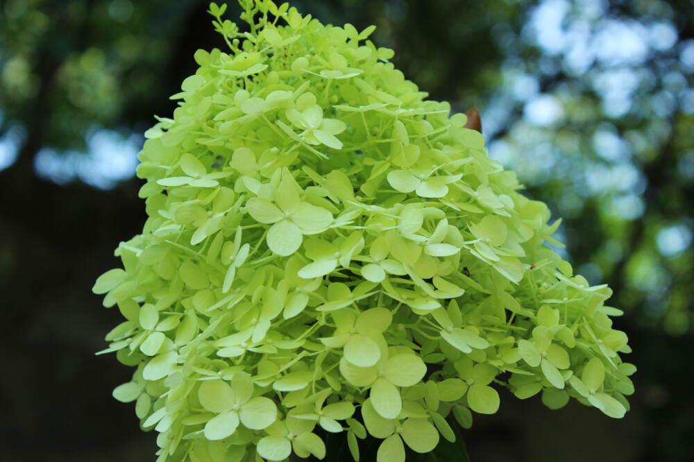 圆锥绣球‘聚光’(‘石灰灯’) Hydrangea paniculata 'Limelight'