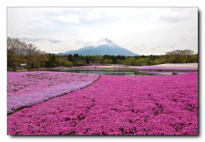 芝樱