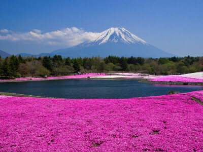 芝樱