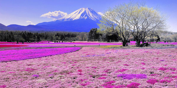 芝樱