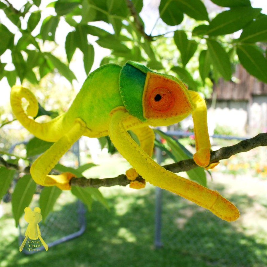 Citrus Chameleon 2