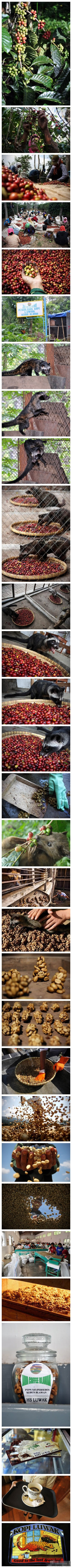 真的是猫屎！世界上最贵的咖啡——猫屎咖啡的完全制作过程（主角是麝香猫）