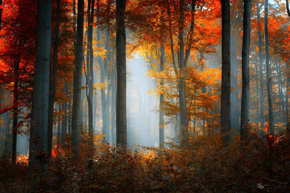 Photograph The Best Days by Ildiko Neer on 500px