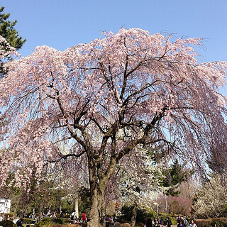 桜満開や。