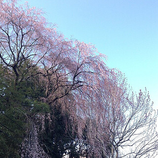 仙台にも桜来てた。