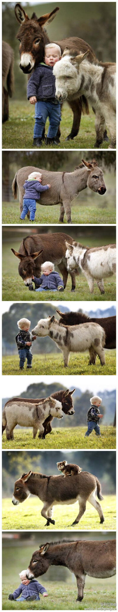 迷你小毛驴！These adorable miniature donkeys will make your day