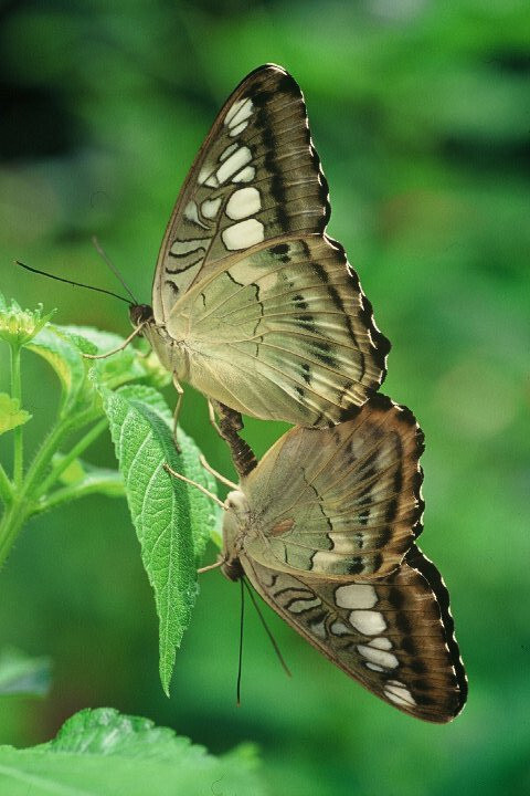 Photograph Mating Brown clipper butterflies by Paul Wyman on 500px