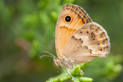 Photograph Coenonympha thyrsis by Stavros Markopoulos on 500px