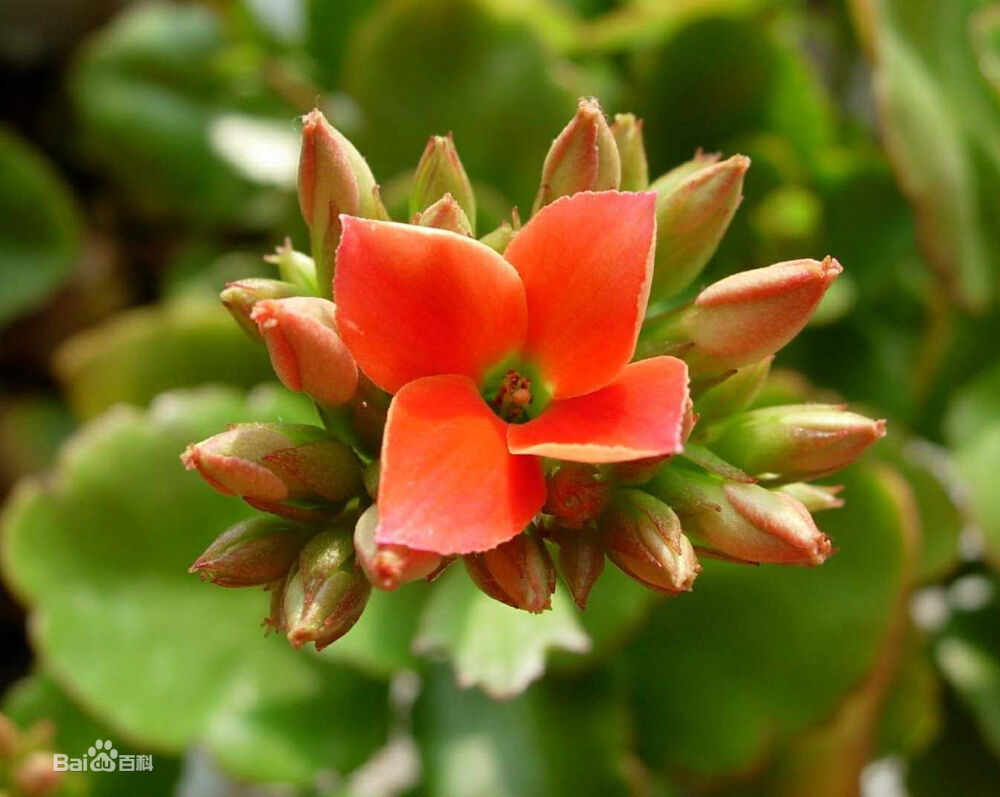 长寿花,多肉植物，由肥大、光亮的叶片形成的低矮株丛,终年翠绿。春、夏、秋三季栽植于露地作镶边材料，12月至翌年4月开出鲜艳夺目的花朵。每一花枝上可多达数十朵花，花期长达4个多月，长寿花之名由此而来。