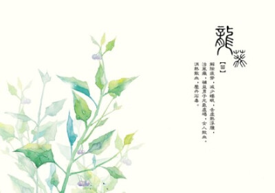 《本草》水彩画儿。 作者：@人人人五