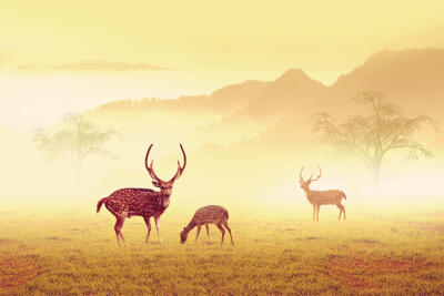 Photograph Deer by 3 Joko on 500px