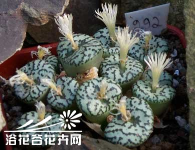 清姬，拉丁学名：Conophytum minimum 科属：番杏科肉锥属 产地分布：南非 拥有很精美的纹路，在阳光的控制下纹路会变成褐红色或者紫色。