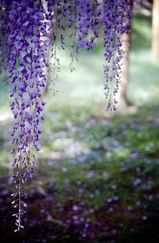 宛如一帘幽梦。紫藤花好美～～