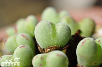 口笛（Conophytum luiseae）番杏科肉锥花属，原产于南非开普省小纳马夸兰地区。