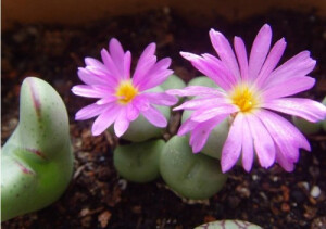 群碧玉（Conophytum minutum），为番杏科（Aizoaceae）肉锥花属（Conophytum）多肉植物。群碧玉原产南非，生长习性奇特，从每年秋季开始，植株大致要经历开花、孕育新叶、休眠、蜕皮、再度开花这样一个新旧交替的循环过程。夏季高温时植株处于休眠状态，此时生长停止，对生的球状叶萎缩，只剩下一层干枯的皮膜，包裹在新的球状叶外面，有这层皮膜的保护，可以防止新叶被动物啃食、水分的蒸发以及其它外力损伤，使其顺利地度过炎热干旱的夏季。秋凉后新叶进一步长大，涨破老叶，脱颖而出，而老叶就像动物蜕皮一样全部蜕掉，露出“新株”，继而开花，植株开始生长。到了春末夏初，老叶又开始逐渐变薄，新叶在