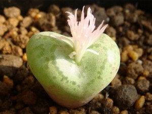 阿多福，俗称“猴脸”，番杏科、肉锥花属多肉植物，肉质叶肥厚，上有类似猴子脸的花纹，夏季经过日晒，还有红晕，看上去颇似变形的孙悟空脸谱，富有趣味。秋季开花，花从猴子的嘴巴部位绽放，奶油黄色，有淡淡的芳香，通常在傍晚开放，清晨闭合。