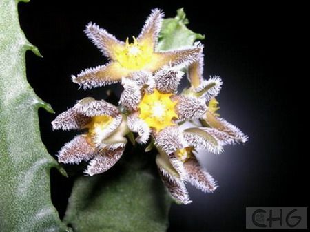 龙角(Caralluma burchardii) 萝蘑科水牛掌属植物。产于加那利群岛和摩洛哥。多年生肉质草本，植株低矮分枝多。茎4棱，长20—40厘米，表皮橄榄绿或灰绿色，顶端有细小而早落的叶。花褐色，大1．3厘米，簇生于茎侧四面。水牛掌属植物通常表皮颜色暗淡并常有暗花纹，本种表皮色彩较明快并没有花纹，茎较细反，和常见水牛角属…