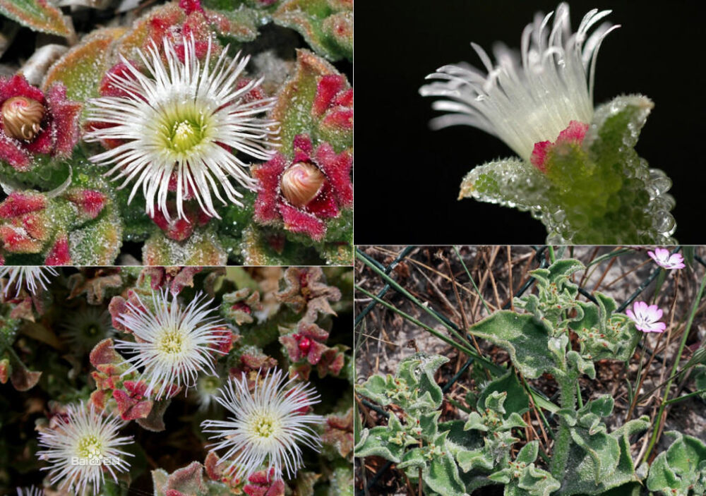 冰叶日中花Mesembryanthemum crystallinum Linn.番杏科日中花属一年生矮生草本植物.该属75钟,多数为原产于旧大陆的荒漠草本植物,具肉质叶.冰叶日中花栽培最普遍,叶上有透明、反光的隆起，故名。盆栽或栽于花园，叶可食。在加利福尼亚已归化，用以覆盖路堤，可防水土流失。一年生或二年生草本。茎匍匐，长30-60厘米。叶互生，叶片扁平，带肉质，卵形或长匙形，长15厘米，宽7.5厘米，基部几心形，紧抱茎，边缘波状，有发亮颗粒，下部叶有柄。花单个腋生，直径约2.5厘米，几无梗；花瓣多数，线形，比萼片长，带白色或浅玫瑰红色；花柱5，丝状，柱头5。蒴果5室，裂瓣脊有翅。冰叶日中花在