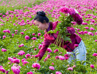 芍药