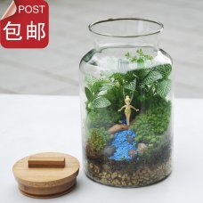 苔藓 diy 苔藓小品 苔藓微景观植物 苔藓生态瓶 苔藓盆栽 小仙女