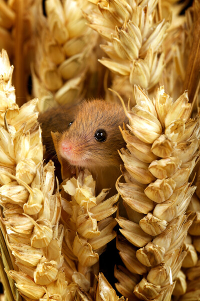 Photograph tiny tim by Mark Bridger on 500px