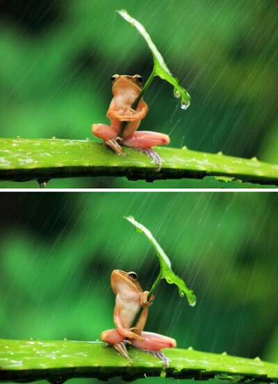 一只树蛙抱着树叶躲雨...