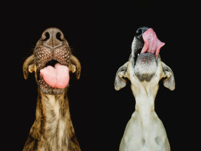 Photograph Yummy by Elke Vogelsang on 500px