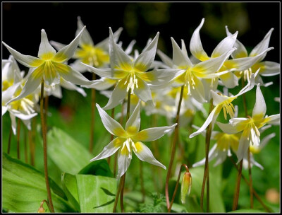 .多葶猪牙花 Erythronium multiscapoideum（英名：Sierra fawn lily） 多葶猪牙花分布于加州内华达山麓丘陵地带的山坡树林。现已成为良好的花园观赏植物并且是美洲西部猪牙花组中最早开花的种类。花白色，花心部分…