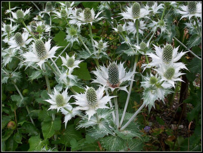 伞形科 大刺芹（Eryngium giganteum） (2010-09-26 09:01:54)转载▼标签： 伞形科刺芹属大刺芹杂谈 分类： 宿根花卉 中名：大刺芹 英名：Miss Willmott's Ghost 拉丁名：Eryngium giganteum 科属：伞形科 刺芹…