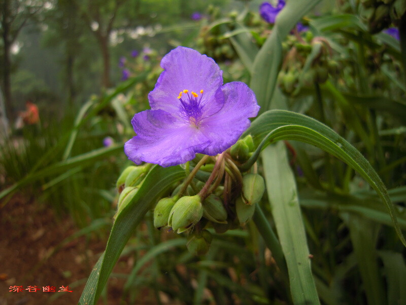 紫露草