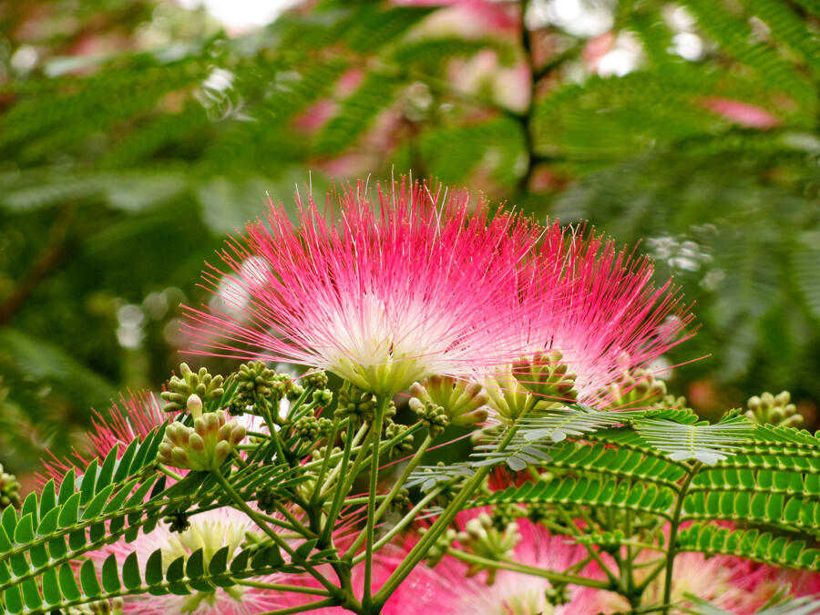 合歡樹芙蓉樹