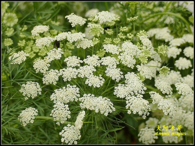 伞形科 大阿米芹（Ammi majus） (2010-09-28 11:14:53)转载▼标签： 伞形科阿米芹属大阿米芹杂谈 分类： 宿根花卉 中名：大阿米芹 英名：Bishop's weed, False Queen Anne's Lace 拉丁名：Ammi majus 科属：伞…