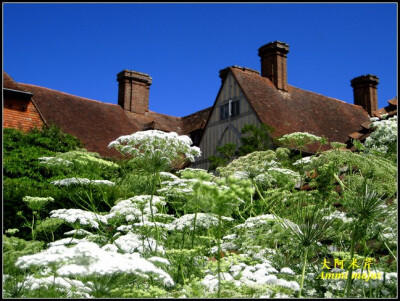 伞形科 大阿米芹（Ammi majus） (2010-09-28 11:14:53)转载▼标签： 伞形科阿米芹属大阿米芹杂谈 分类： 宿根花卉 中名：大阿米芹 英名：Bishop's weed, False Queen Anne's Lace 拉丁名：Ammi majus 科属：伞…