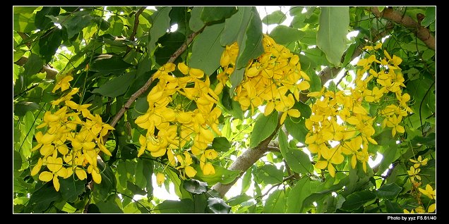 阿勃勒（学名：Cassia fistula），又名金急雨、金链花、黄金雨、波斯皂荚、婆罗门皂荚、长果子树、腊肠树、牛角树等、香港多称猪肠豆，是一种苏木亚科的植物。是泰国的国花。