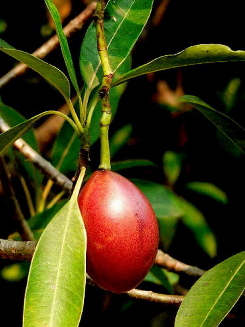 海芒果(cerbera manghas linn.
