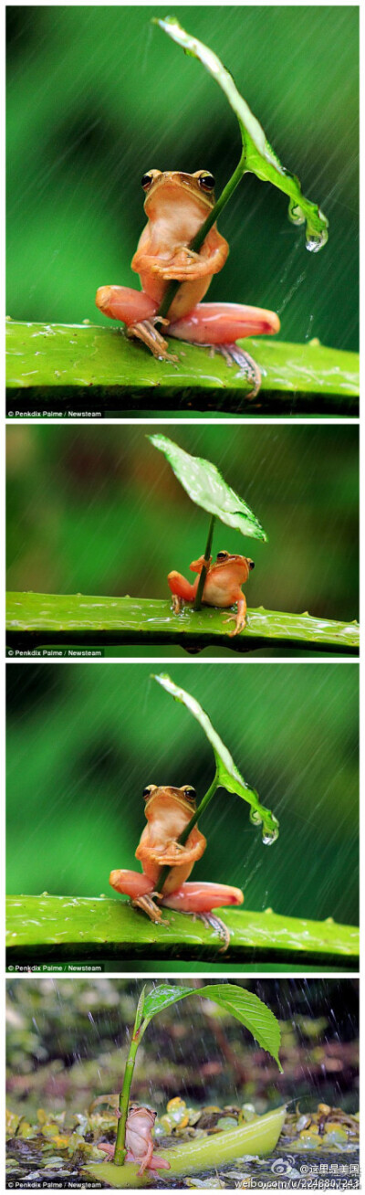 印度尼西亚一只树蛙被拍到抱着树叶躲雨，摄影师表示这只树蛙抱了半小时才撒手~