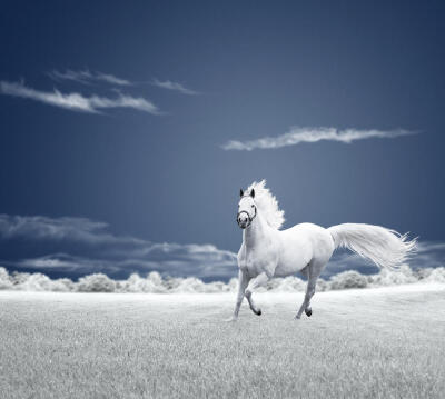 Photograph Running free by Caras Ionut on 500px