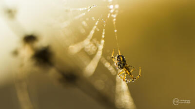 Photograph Delicate by Christos Kaouranis on 500px