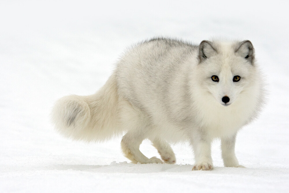 北极狐 photograph wary arctic fox by stephen oachs on 500px