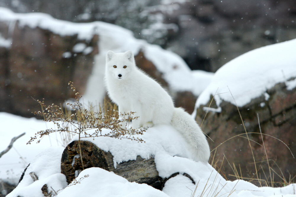 北极狐 Photograph Arctic Fox by Jason Paige on 500px