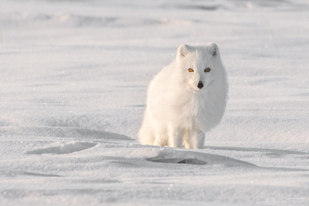 北极狐 Photograph Eyes of Fire by Banan Tarr on 500px