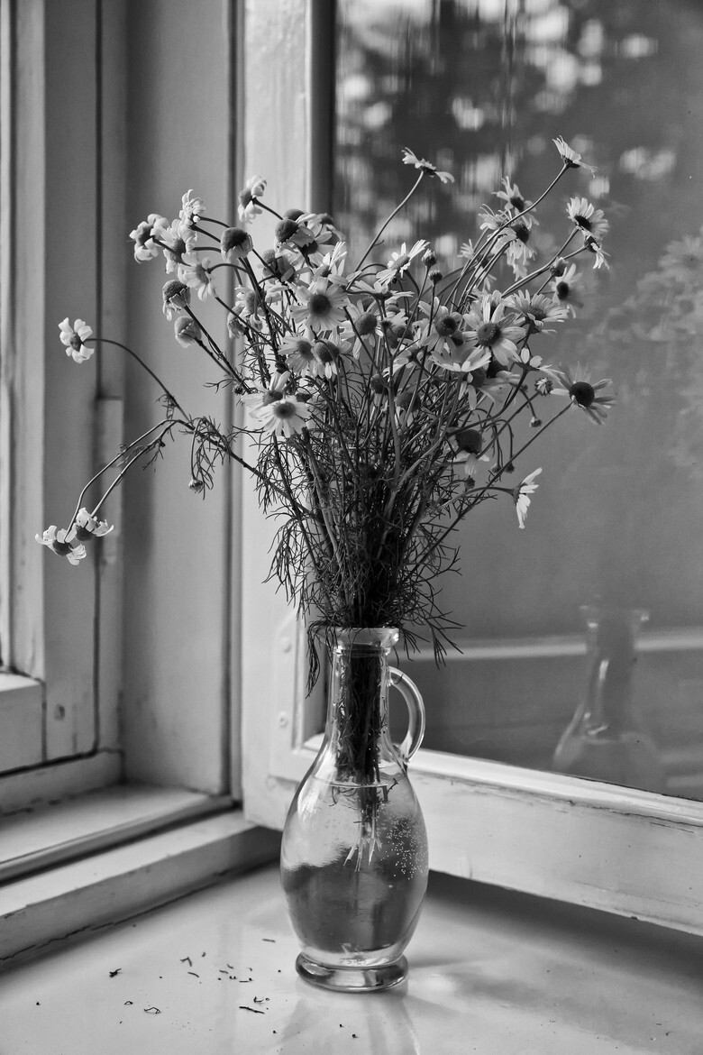 Photograph A bouquet of camomiles. by Margo Rita on 500px