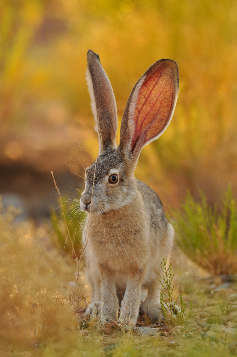 photograph wild rabbit by gustavo carneiro on 500px