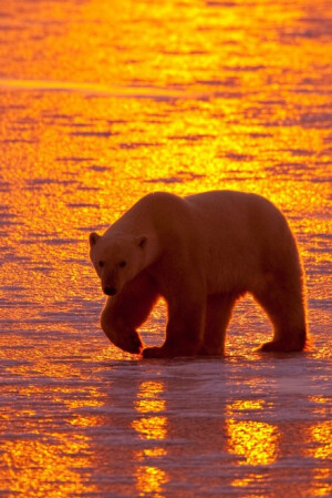 金色夕阳下的北极熊