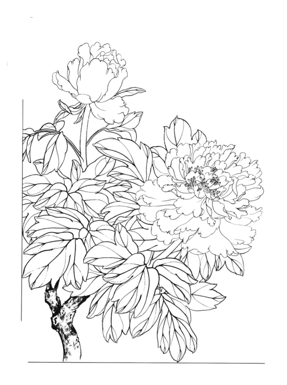 工笔牡丹花（图层选项：划分）