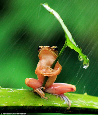 树蛙撑叶子伞遮风挡雨精彩瞬间