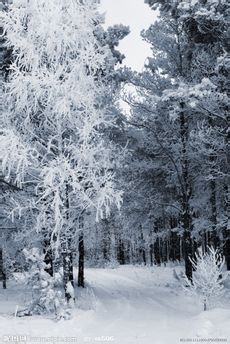 雪松图片[摄影图,JPG]