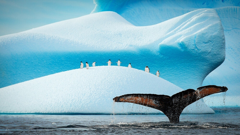 企鹅和鲸鱼 Photograph Audience: To watch or be watched by Zi Yao on 500px