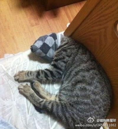 在豆瓣看到一个测试猫智商的测试：把袜子套在猫头上， 猫猫在3秒以内弄下来智力偏高。10秒，中等。20秒，偏弱。 不用爪子而是用不停后退来摆脱袜子的，节哀。昨天立刻试验，瓜子套上袜子后，只是安静的坐着坐着。坐…